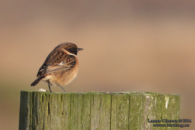 SVARTHAKAD BUSKSKVÄTTA / EUROPEAN STONECHAT (Saxicola torquata) - stor bild / full size