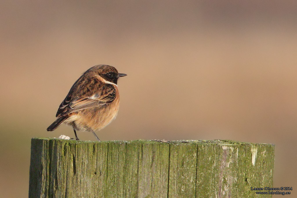 SVARTHAKAD BUSKSKVTTA / EUROPEAN STONECHAT (Saxicola torquata) - Stng / Close