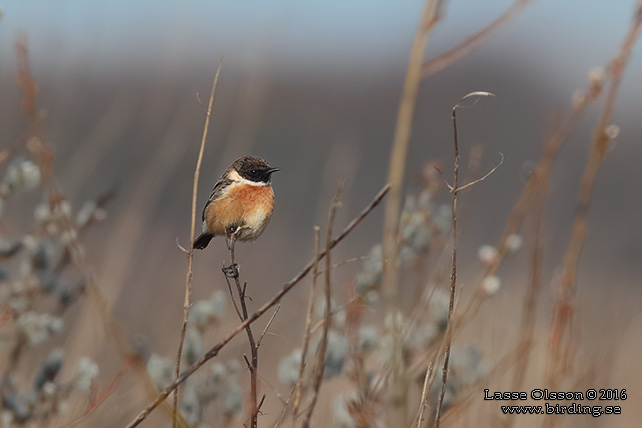 SVARTHAKAD BUSKSKVÄTTA / EUROPEAN STONECHAT (Saxicola torquata) - stor bild / full size