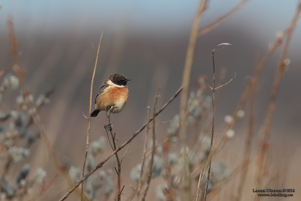 SVARTHAKAD BUSKSKVTTA / EUROPEAN STONECHAT (Saxicola torquata) - Stng / Close