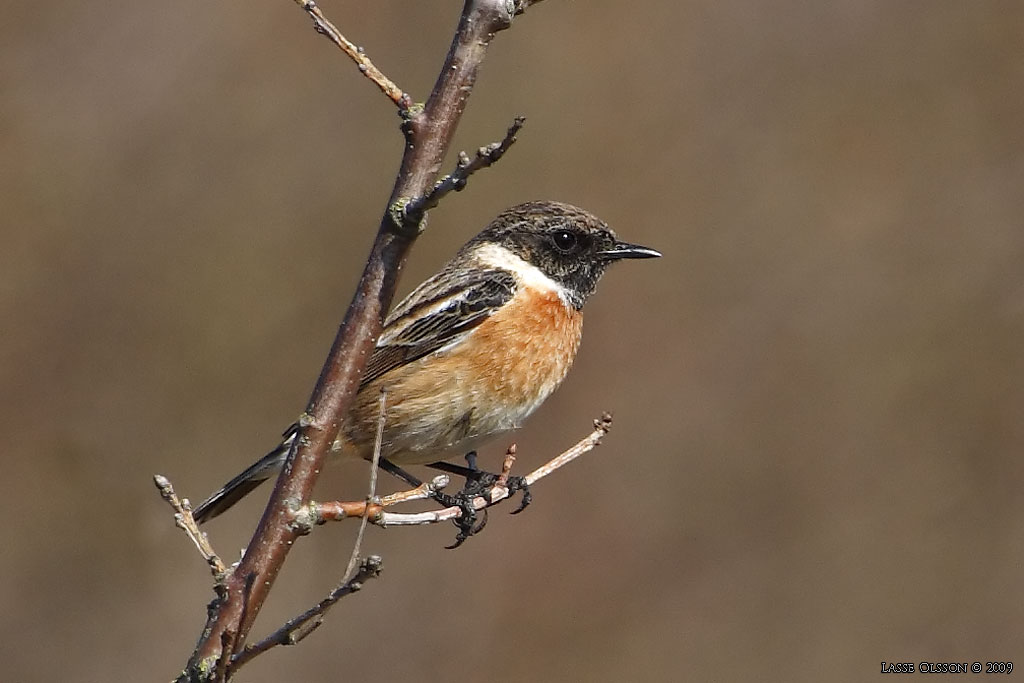 SVARTHAKAD BUSKSKVTTA / EUROPEAN STONECHAT (Saxicola torquata) - Stng / Close