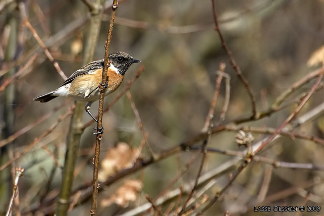 SVARTHAKAD BUSKSKVTTA / EUROPEAN STONECHAT (Saxicola torquata) - stor bild / full size