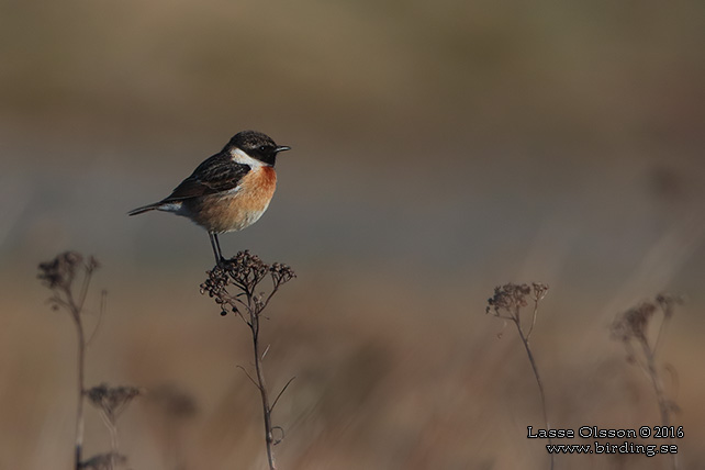 SVARTHAKAD BUSKSKVÄTTA / EUROPEAN STONECHAT (Saxicola torquata) - stor bild / full size