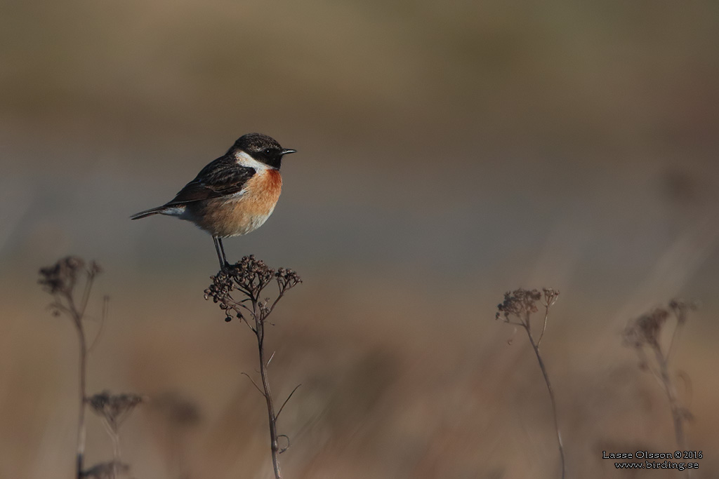 SVARTHAKAD BUSKSKVTTA / EUROPEAN STONECHAT (Saxicola torquata) - Stng / Close