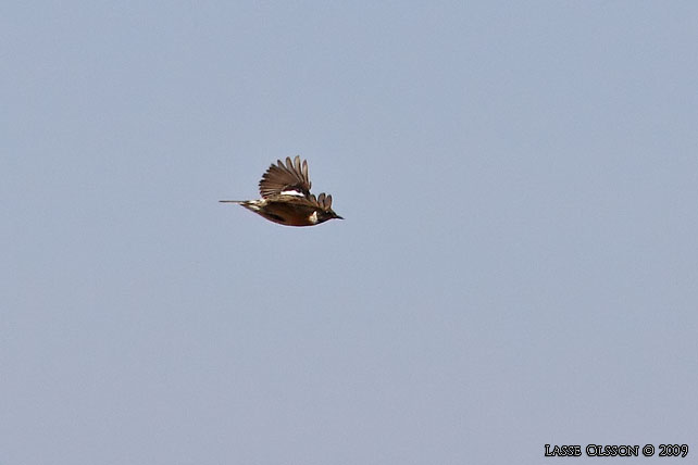 SVARTHAKAD BUSKSKVTTA / EUROPEAN STONECHAT (Saxicola torquata)