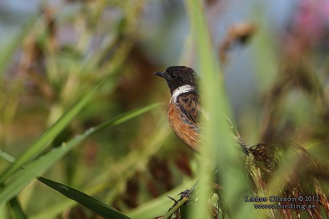 SVARTHAKAD BUSKSKVÄTTA / EUROPEAN STONECHAT (Saxicola torquata) - stor bild / full size