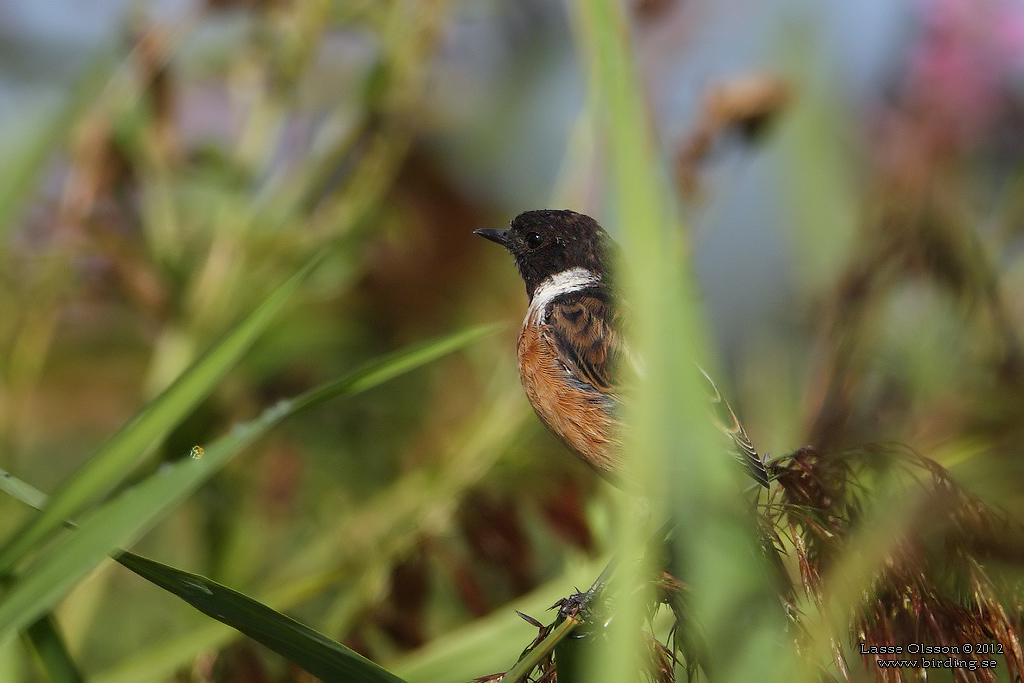 SVARTHAKAD BUSKSKVTTA / EUROPEAN STONECHAT (Saxicola torquata) - Stng / Close