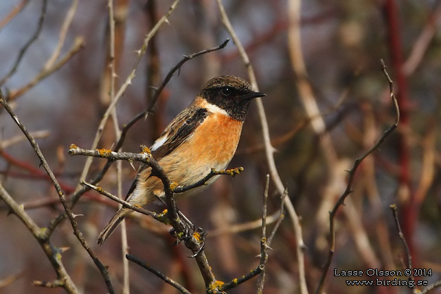 SVARTHAKAD BUSKSKVÄTTA / EUROPEAN STONECHAT (Saxicola torquata) - stor bild / full size