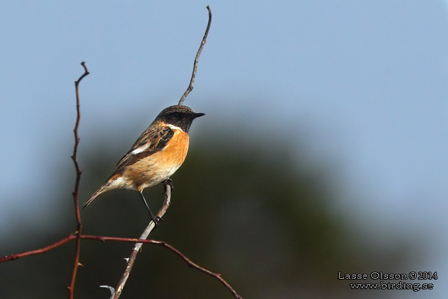 SVARTHAKAD BUSKSKVÄTTA / EUROPEAN STONECHAT (Saxicola torquata) - stor bild / full size