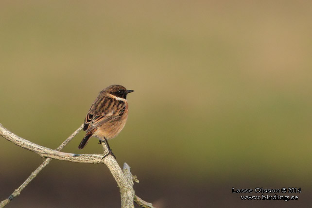 SVARTHAKAD BUSKSKVÄTTA / EUROPEAN STONECHAT (Saxicola torquata) - stor bild / full size