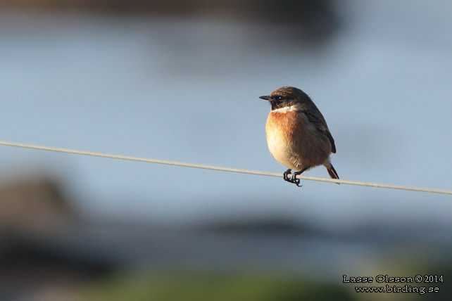 SVARTHAKAD BUSKSKVÄTTA / EUROPEAN STONECHAT (Saxicola torquata) - stor bild / full size