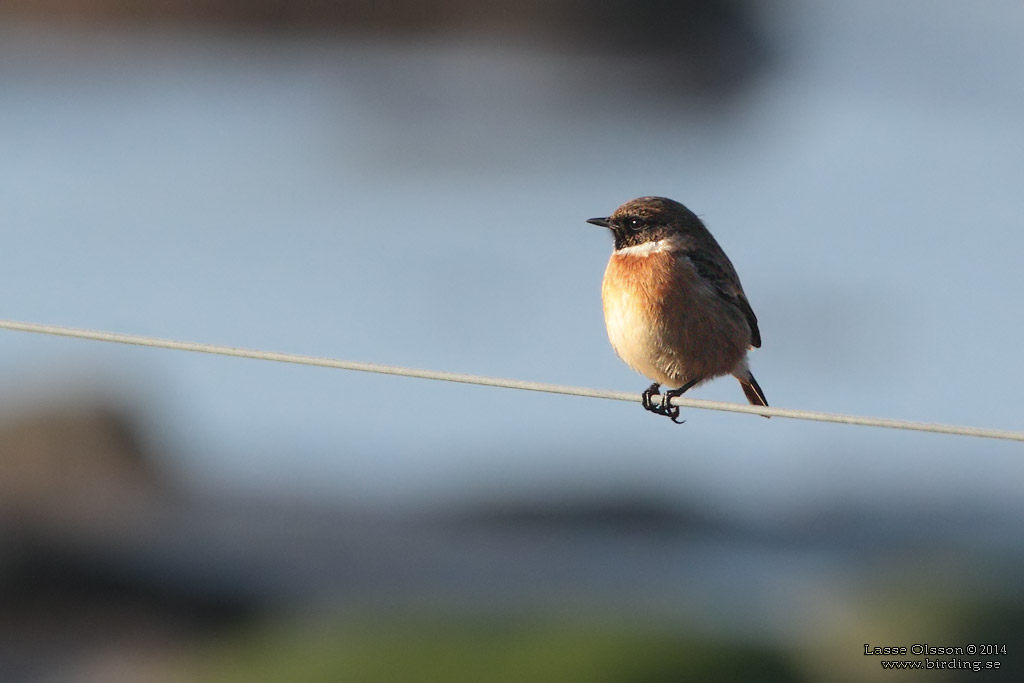 SVARTHAKAD BUSKSKVTTA / EUROPEAN STONECHAT (Saxicola torquata) - Stng / Close