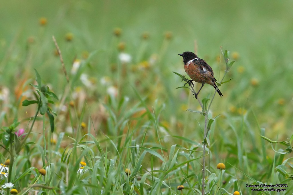 SVARTHAKAD BUSKSKVTTA / EUROPEAN STONECHAT (Saxicola torquata) - Stng / Close