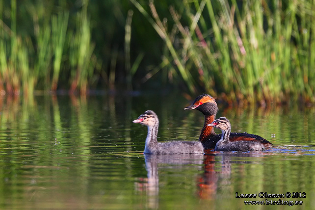 SVARTHAKEDOPPING / HORNED GREBE (Podiceps auritus) - stor bild / full size