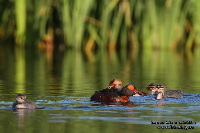 SVARTHAKEDOPPING / HORNED GREBE (Podiceps auritus) - stor bild / full size