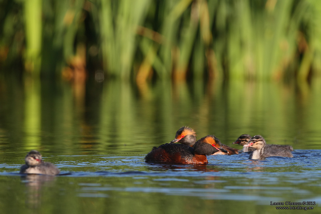 SVARTHAKEDOPPING / HORNED GREBE (Podiceps auritus) - Stng / Close