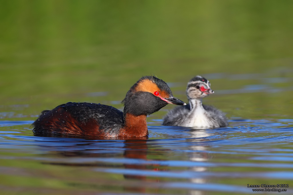 SVARTHAKEDOPPING / HORNED GREBE (Podiceps auritus) - Stng / Close