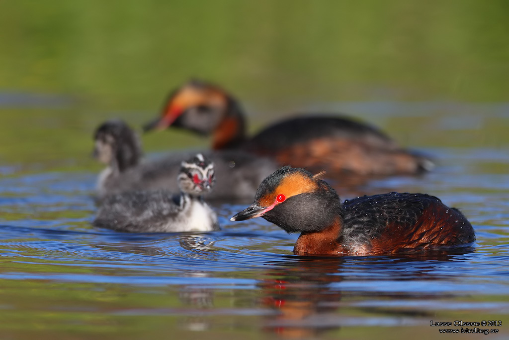 SVARTHAKEDOPPING / HORNED GREBE (Podiceps auritus) - Stng / Close