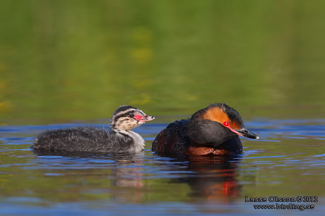 SVARTHAKEDOPPING / HORNED GREBE (Podiceps auritus) - stor bild / full size