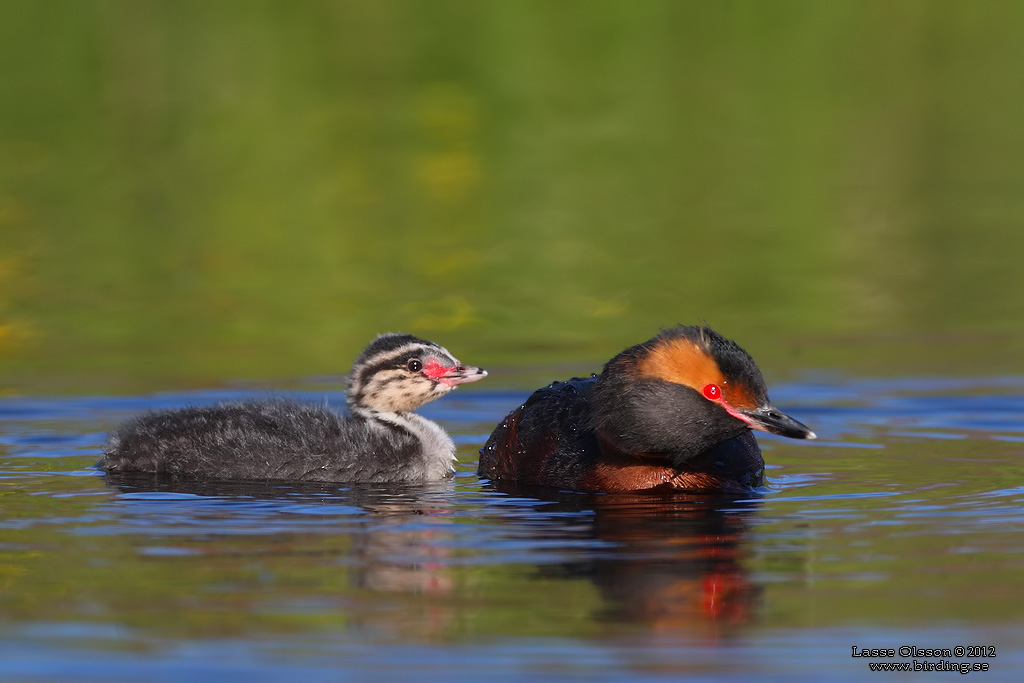 SVARTHAKEDOPPING / HORNED GREBE (Podiceps auritus) - Stng / Close