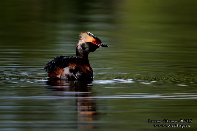 SVARTHAKEDOPPING / HORNED GREBE (Podiceps auritus) - stor bild / full size