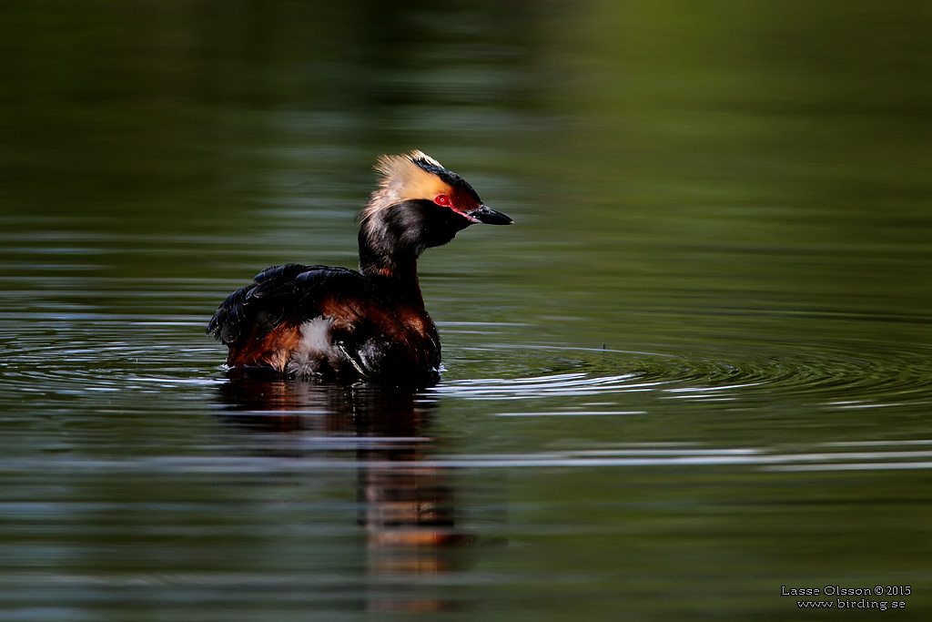 SVARTHAKEDOPPING / HORNED GREBE (Podiceps auritus) - Stng / Close