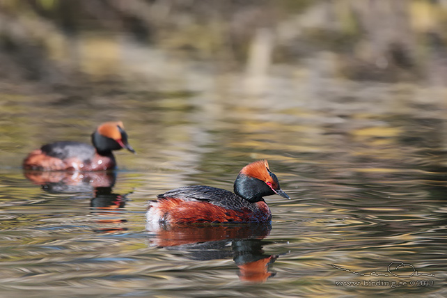 SVARTHAKEDOPPING / HORNED GREBE (Podiceps auritus) - stor bild / full size