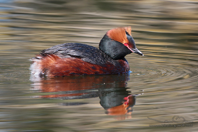 SVARTHAKEDOPPING / HORNED GREBE (Podiceps auritus) - stor bild / full size