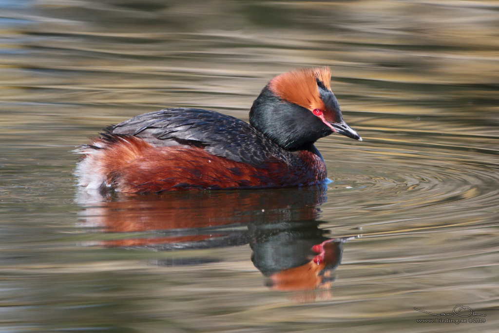 SVARTHAKEDOPPING / HORNED GREBE (Podiceps auritus) - Stng / Close