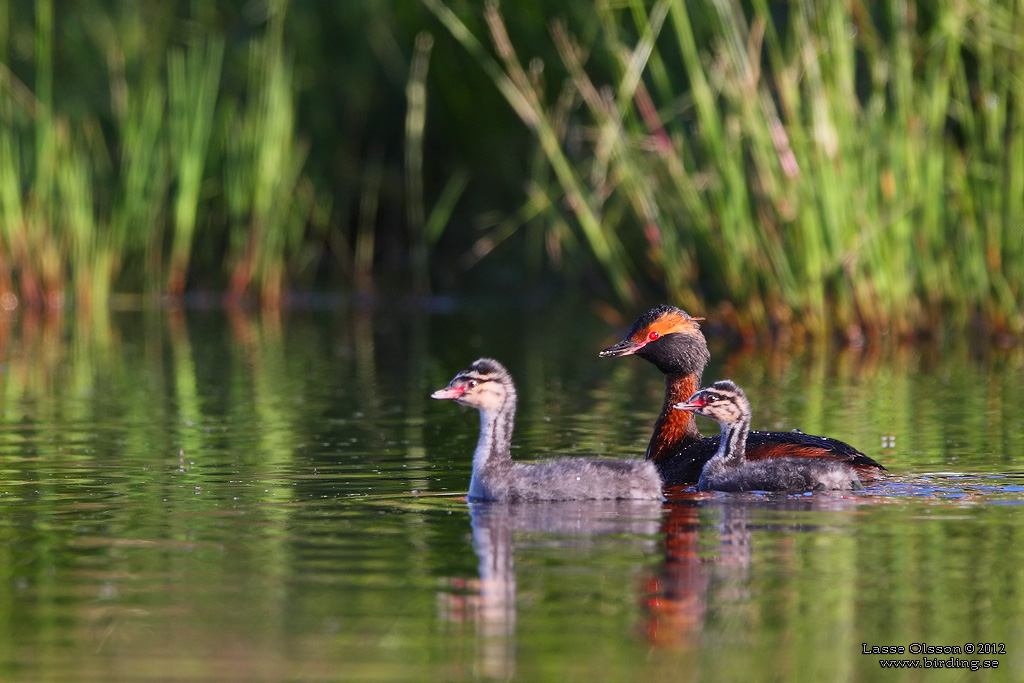 SVARTHAKEDOPPING / HORNED GREBE (Podiceps auritus) - Stng / Close