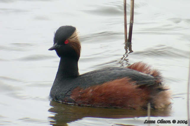 SVARTHALSAD DOPPING  / BLACK-NECKED GREBE (Podiceps nigricollis)