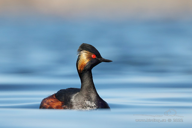 SVARTHALSAD DOPPING  / BLACK-NECKED GREBE (Podiceps nigricollis) - STOR BILD / FULL SIZE