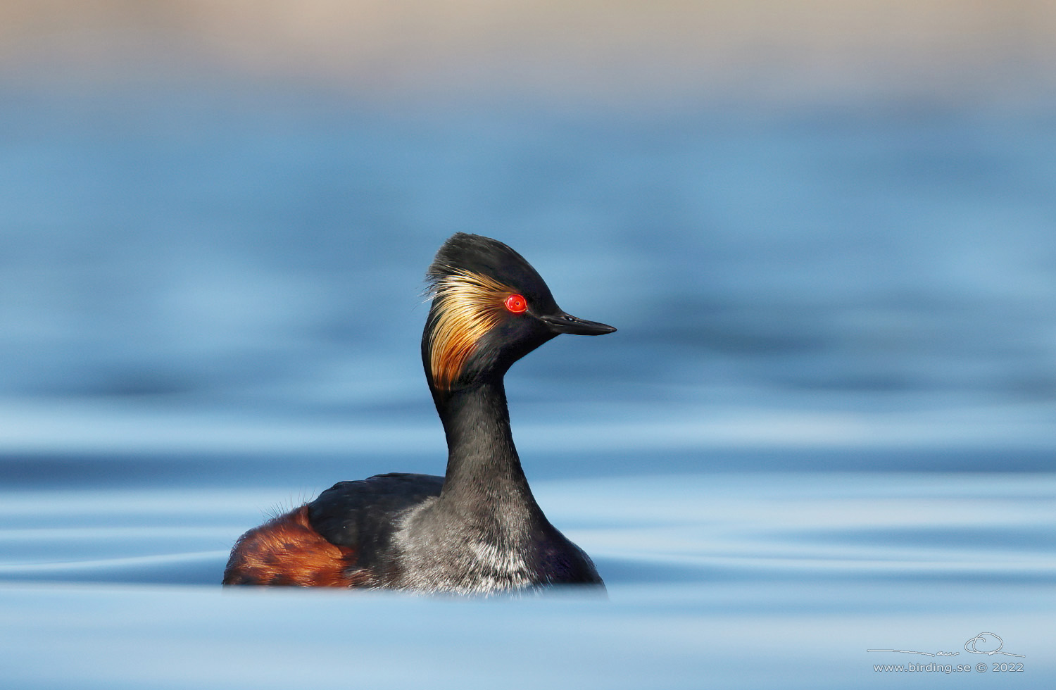 SVARTHALSAD DOPPING  / BLACK-NECKED GREBE (Podiceps nigricollis) - Stäng / Close