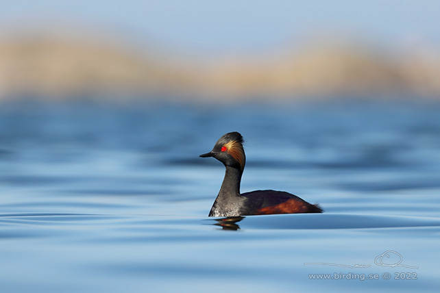 SVARTHALSAD DOPPING  / BLACK-NECKED GREBE (Podiceps nigricollis) - STOR BILD / FULL SIZE