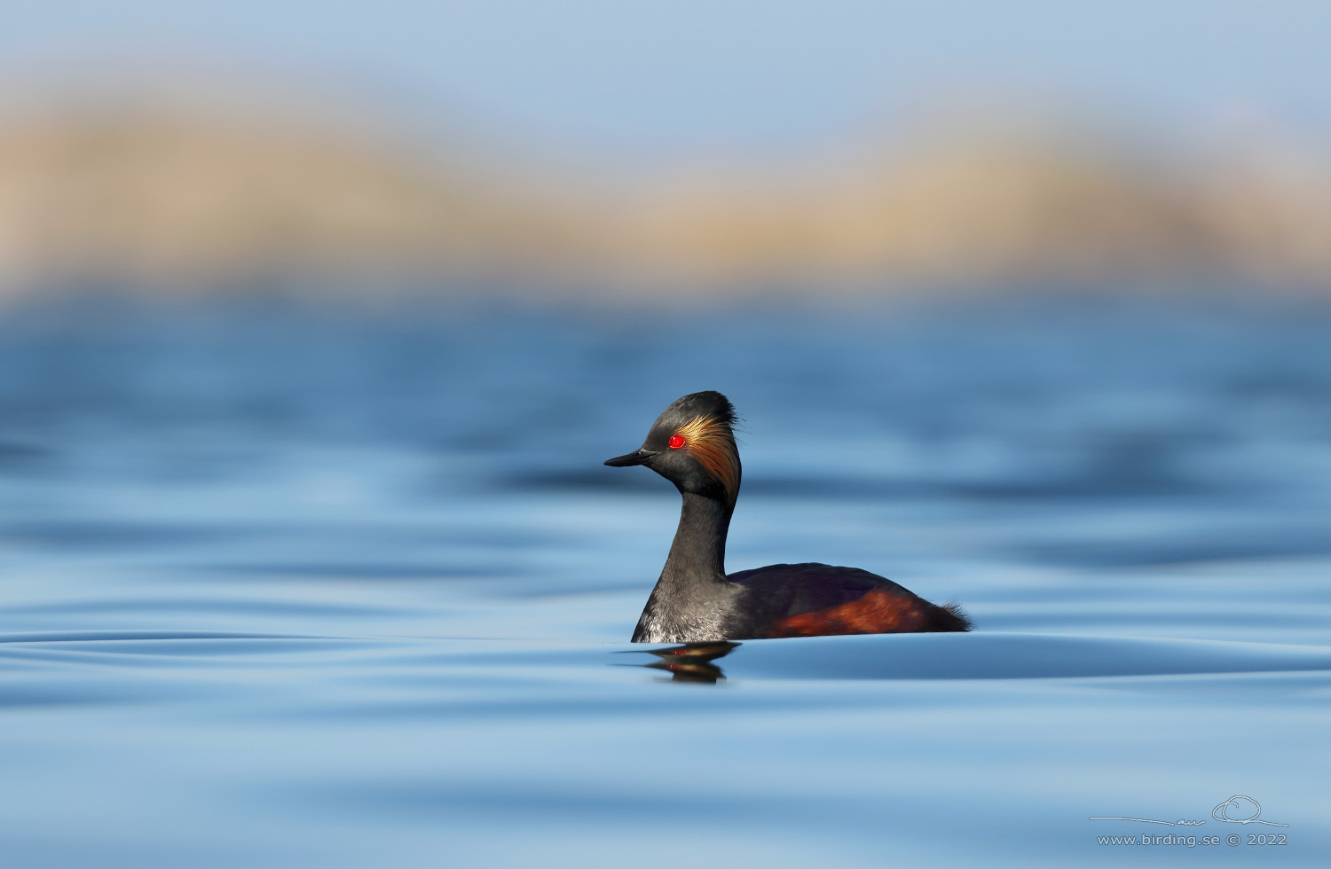 SVARTHALSAD DOPPING  / BLACK-NECKED GREBE (Podiceps nigricollis) - Stäng / Close