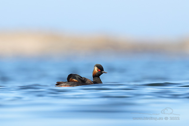 SVARTHALSAD DOPPING  / BLACK-NECKED GREBE (Podiceps nigricollis) - STOR BILD / FULL SIZE