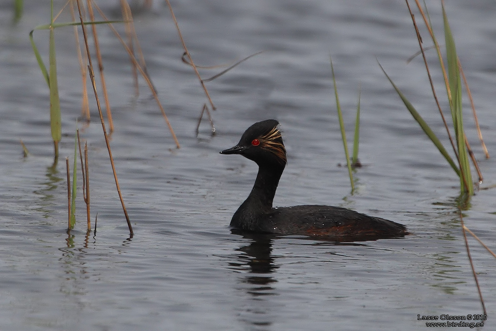 SVARTHALSAD DOPPING  / BLACK-NECKED GREBE (Podiceps nigricollis) - Stäng / Close