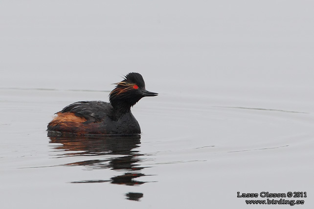 SVARTHALSAD DOPPING  / BLACK-NECKED GREBE (Podiceps nigricollis) - STOR BILD / FULL SIZE