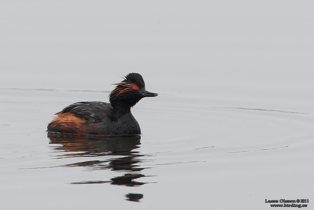 SVARTHALSAD DOPPING  / BLACK-NECKED GREBE (Podiceps nigricollis) - Stäng / Close