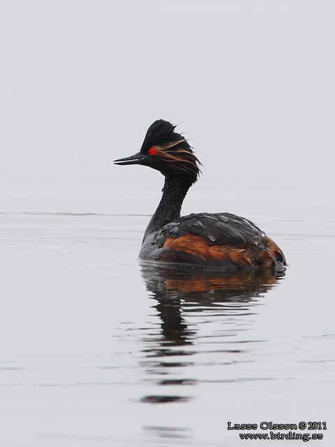 SVARTHALSAD DOPPING  / BLACK-NECKED GREBE (Podiceps nigricollis) - STOR BILD / FULL SIZE