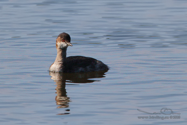 SVARTHALSAD DOPPING  / BLACK-NECKED GREBE (Podiceps nigricollis) - STOR BILD / FULL SIZE