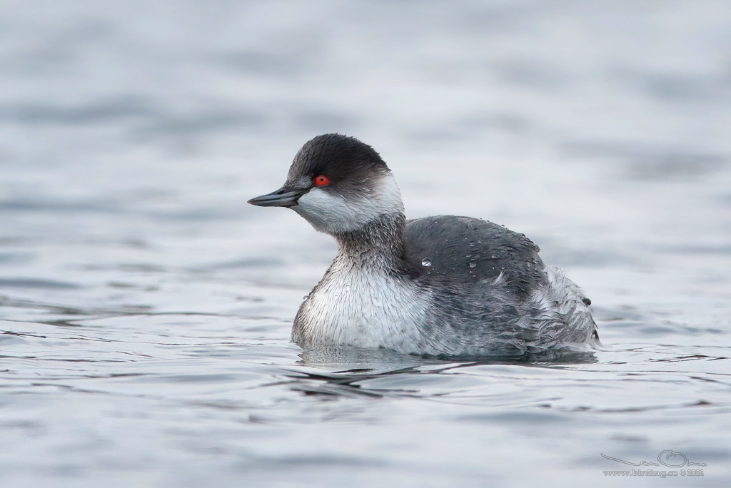 SVARTHALSAD DOPPING  / BLACK-NECKED GREBE (Podiceps nigricollis) - Stäng / Close