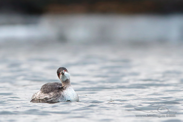 SVARTHALSAD DOPPING  / BLACK-NECKED GREBE (Podiceps nigricollis) - STOR BILD / FULL SIZE