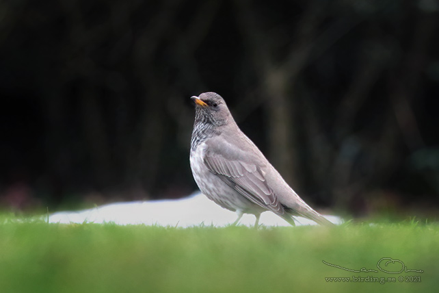 SVARTHALSAD TRAST / BLACK-THROATED THRUSH (Turdus atrogularis) - stor bild/ full size