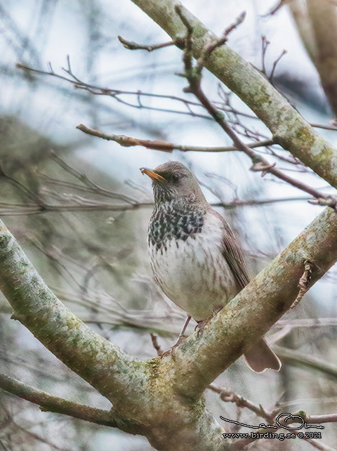 SVARTHALSAD TRAST / BLACK-THROATED THRUSH (Turdus atrogularis) - stor bild/ full size