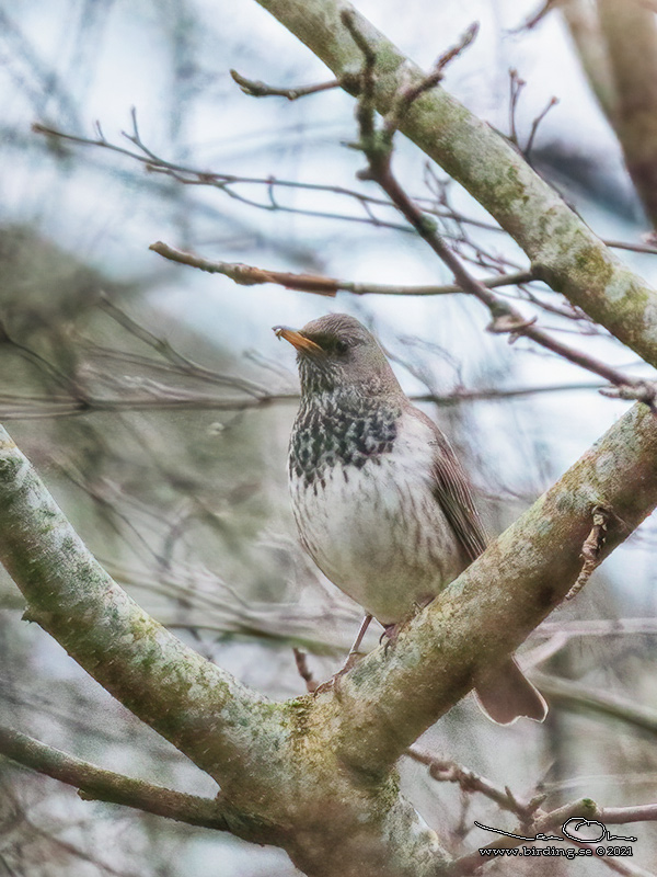 SVARTHALSAD TRAST / BLACK-THROATED THRUSH (Turdus atrogularis) - Stng / Close