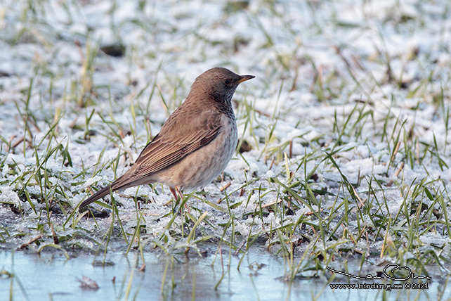 SVARTHALSAD TRAST / BLACK-THROATED THRUSH (Turdus atrogularis) - stor bild/ full size