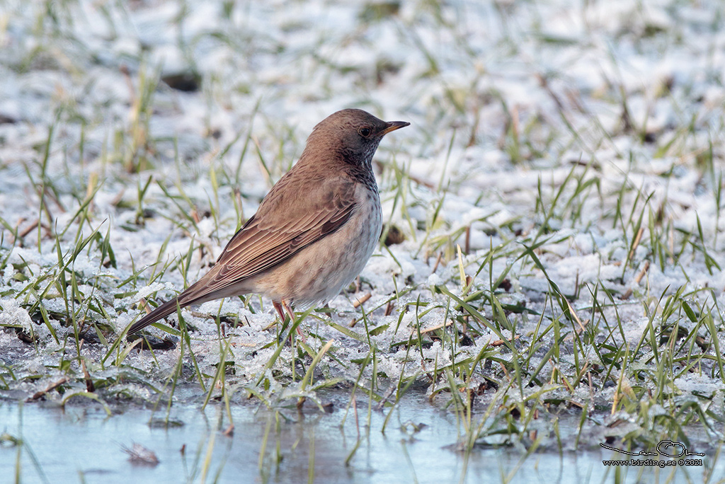 SVARTHALSAD TRAST / BLACK-THROATED THRUSH (Turdus atrogularis) - Stng / Close