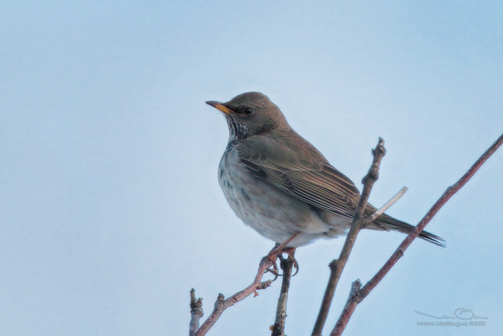 SVARTHALSAD TRAST / BLACK-THROATED THRUSH (Turdus atrogularis) - Stng / Close