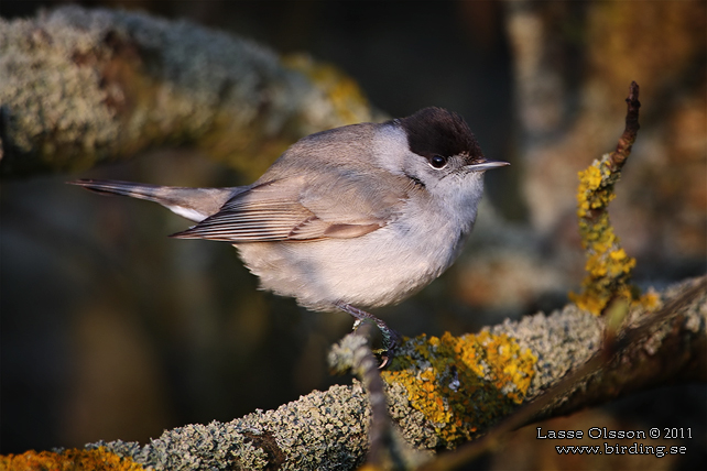 SVARTHÄTTA / EURASIAN BLACKCAP (Sylvia atricapilla) - STOR BILD / FULL SIZE